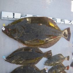 磯部釣船 直栄丸 釣果