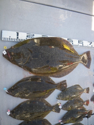 磯部釣船 直栄丸 釣果