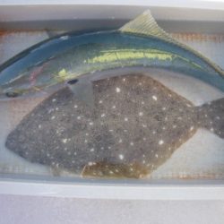 磯部釣船 直栄丸 釣果