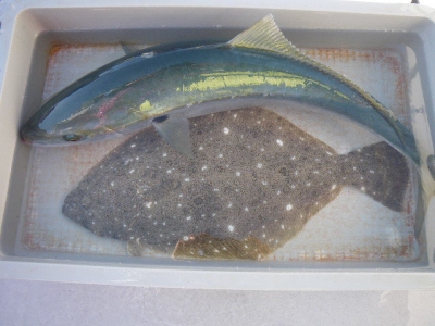 磯部釣船 直栄丸 釣果