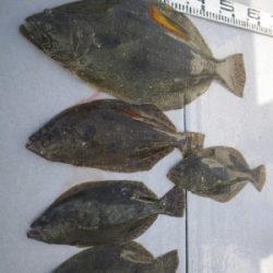 磯部釣船 直栄丸 釣果