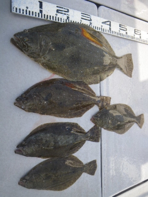 磯部釣船 直栄丸 釣果