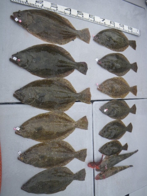 磯部釣船 直栄丸 釣果