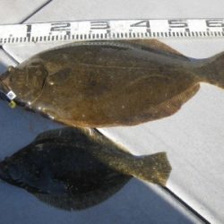 磯部釣船 直栄丸 釣果