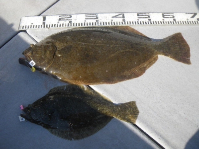 磯部釣船 直栄丸 釣果