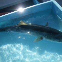 磯部釣船 直栄丸 釣果