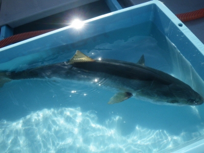 磯部釣船 直栄丸 釣果