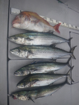 磯部釣船 直栄丸 釣果