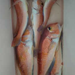 金剛丸 釣果