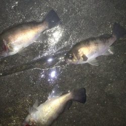 浩貴様より がまかつLUXXE宵姫でのメバリング　インプレ！