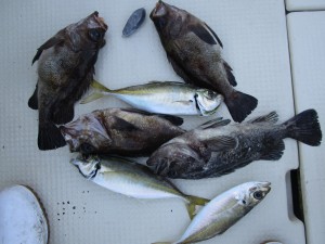 兼六丸 釣果