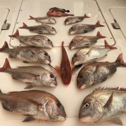 フィシングボートAir(エアー) 釣果