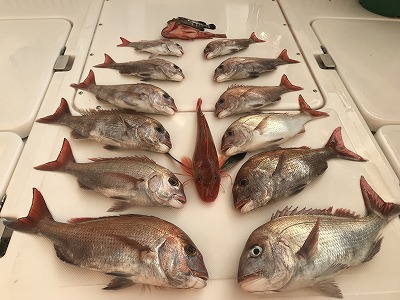 フィシングボートAir(エアー) 釣果