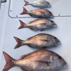 フィシングボートAir(エアー) 釣果