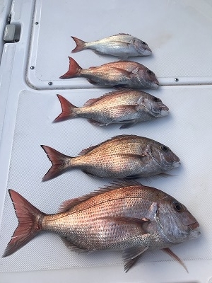 フィシングボートAir(エアー) 釣果