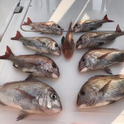 フィシングボートAir(エアー) 釣果