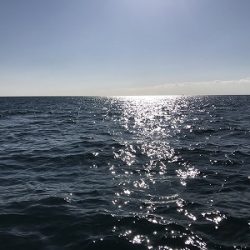 フィシングボートAir(エアー) 釣果