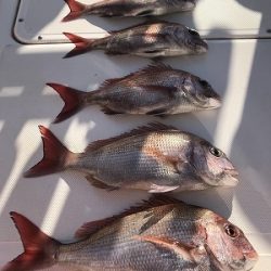 フィシングボートAir(エアー) 釣果