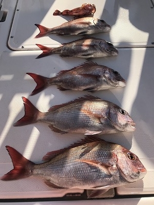 フィシングボートAir(エアー) 釣果