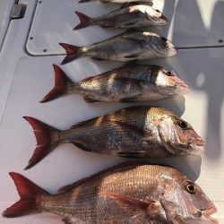 フィシングボートAir(エアー) 釣果