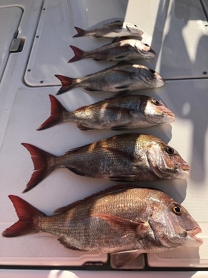 フィシングボートAir(エアー) 釣果