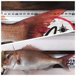 フィシングボートAir(エアー) 釣果