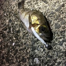 クイックセットスリットでセット簡単&タダ巻きで釣れるので初心者でも安心！ がまかつLUXXE宵姫アジング・メバリングレポート