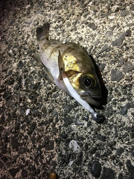 クイックセットスリットでセット簡単&タダ巻きで釣れるので初心者でも安心！ がまかつLUXXE宵姫アジング・メバリングレポート