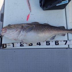 Aquanaut(アクアノート) 釣果