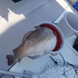 Aquanaut(アクアノート) 釣果