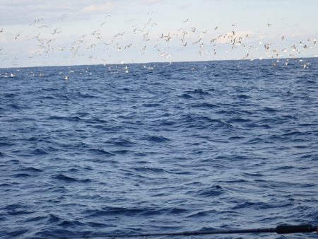 Aquanaut(アクアノート) 釣果