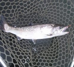 朝霞ガーデン 釣果