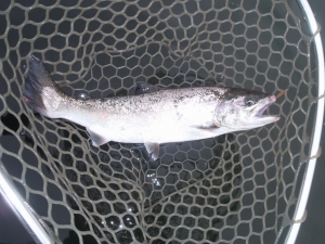 朝霞ガーデン 釣果