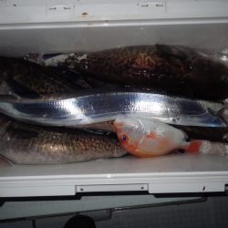 Aquanaut(アクアノート) 釣果