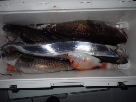 Aquanaut(アクアノート) 釣果