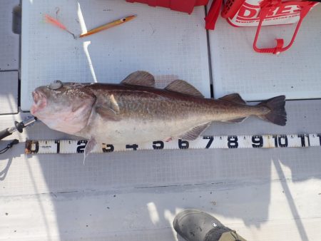 Aquanaut(アクアノート) 釣果