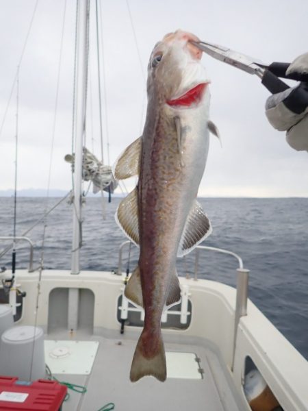 Aquanaut(アクアノート) 釣果