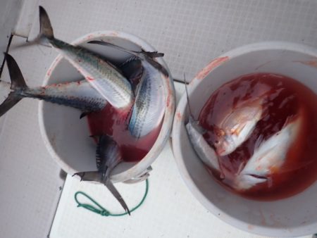 Aquanaut(アクアノート) 釣果