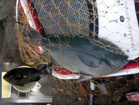 磯釣りデビューで40cm1.16kgの口太グレ！ in 愛媛県南西部・御五神島【飛利浦氏連載 vol.7】