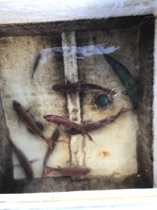 さぶろう丸 釣果