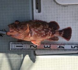 さぶろう丸 釣果