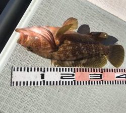 さぶろう丸 釣果