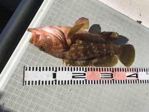 さぶろう丸 釣果