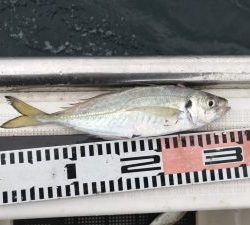 さぶろう丸 釣果