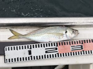 さぶろう丸 釣果