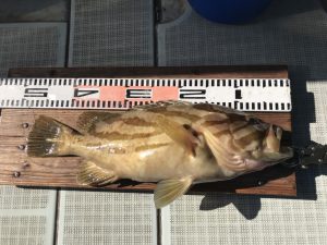 さぶろう丸 釣果