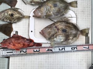 さぶろう丸 釣果