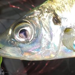 宵姫コブラ＋ノレソレのフォールでアジラッシュ in 小島養漁場 がまかつLUXXE宵姫アジング・メバリングレポート