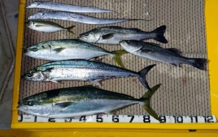 火遠理丸（ほおりまる） 釣果