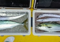 火遠理丸(ほおりまる) 釣果